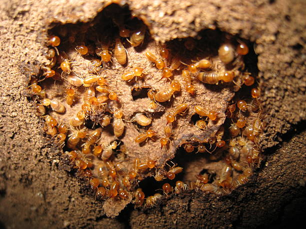 Termite